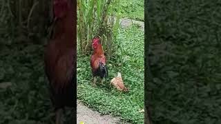Chicken Playing Dead to Avoid Rooster!