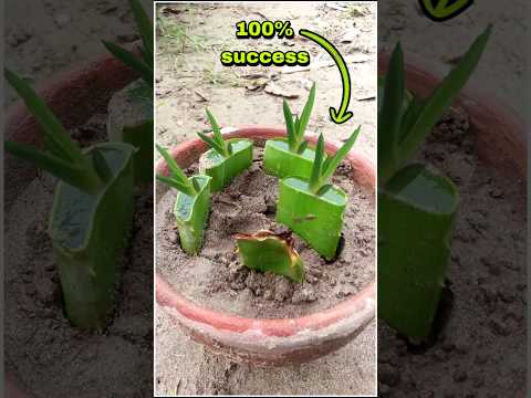 Try To Grow Aloe Vera Leaf #shorts #aloevera