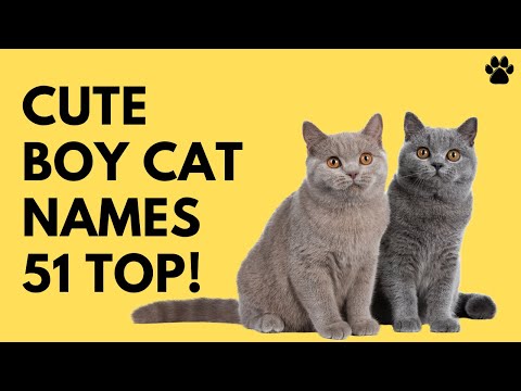 🐈 Cute Boy Cat Names 51✨ TOP 🔥 INSPIRING ✨ BEST Ideas | Names