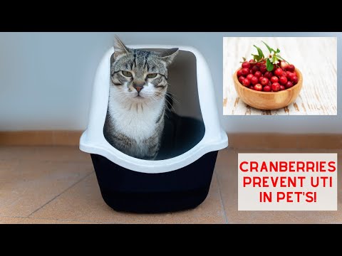 Cranberries to PREVENT UTI's in your Pets!