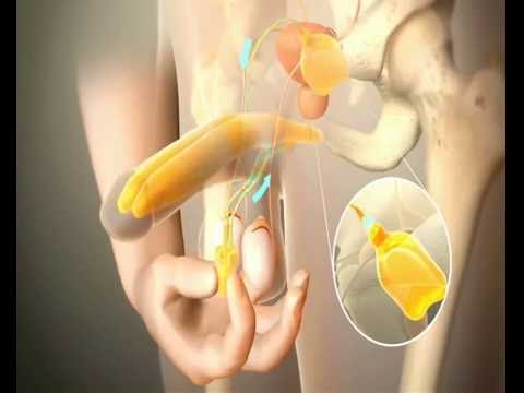 Dimostrato modo per ingrandire il pene Crema potenza maksoderm