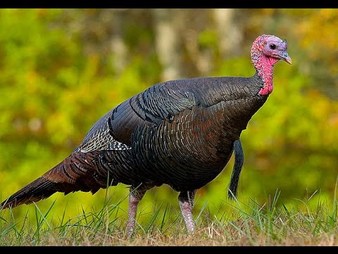 MLMS TV Live for Friday, November 18, 2016