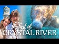 Florida S Most Underrated Adventure Swim With Manatees Crystal River Vlog