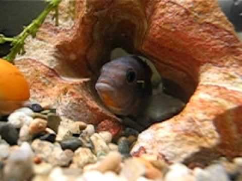 Defending One's Turf