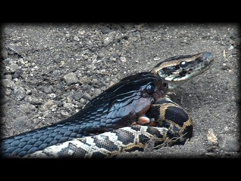 Indigo Snake Eats Python 03 Music