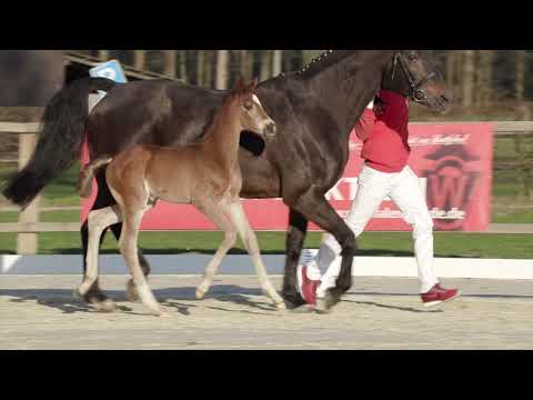 51 Secret Service HF v. Secret - Florestan I