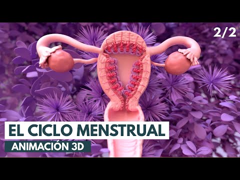 El ciclo menstrual | Animación 3D