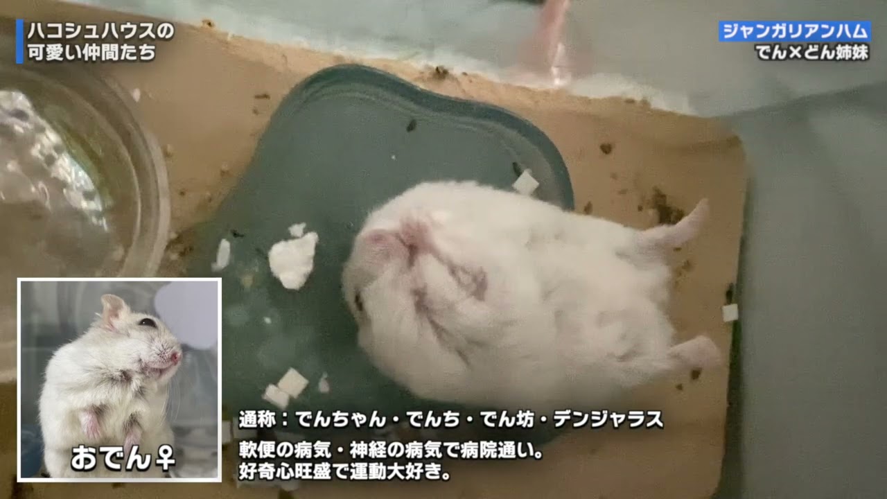 うちのハムスター達の1回だけ見たことある謎の行動まとめ。