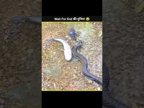 Animals Funny Video 😂|| #funny #funnyfails #shorts