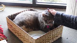 “Put A Flower in Your Pocket” Arcs