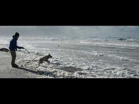 Video thumbnail for Dog in the Sand