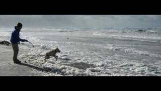 Frank Black & The Catholics - Dog In The Sand