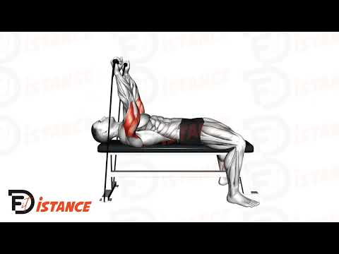 Barre au front aux élastiques (Skull crusher) - Exercice Barre au front aux élastiques (Skull crusher) en vidéo Barre au front aux élastiques (Skull crusher) - Exercice Barre au front aux élastiques (Skull crusher) en vidéo