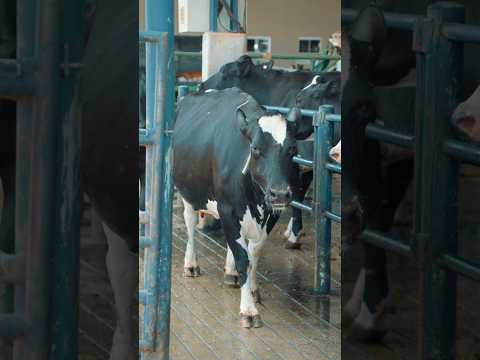 Visita a fazenda Caixeta em Orizona - Goiás