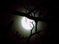 Shadows Of The Night Lyrics