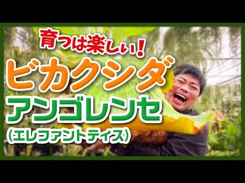 ドワーフローズ「ドワーフキング78」 植物