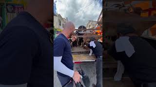🇬🇹 Fresh Goat Milk Street Food in Guatemala 🐐 🥛 #shorts
