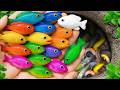 Catch Beautiful Aquarium Fish In Small Pond Baby Turtles Eel Guppy Blu Iguanas Molly Fish Xecan