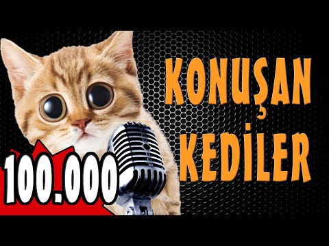 Rıfkı Özel Konuşan Kediler 100000 - Komik Kedi Videoları