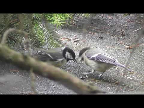 Fledgling baby Great Tit bird noisily begs for food in Cambridge UK 5june21 305pm