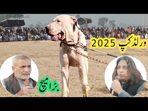 چیمپیئن بولی ڈاگز ورلڈکپ 2025 | famous bully dogs tapish & athar | p.k insaf vs gujjar group