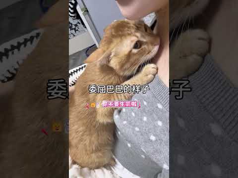 小貓犯錯後躲下巴下🤣 🐱：麻麻 我錯啦 別生氣了💖 網友：試圖喚醒母愛🤣 #cat #funny #cute #cutecat #funny