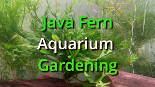 Java Fern Aquarium Gardening