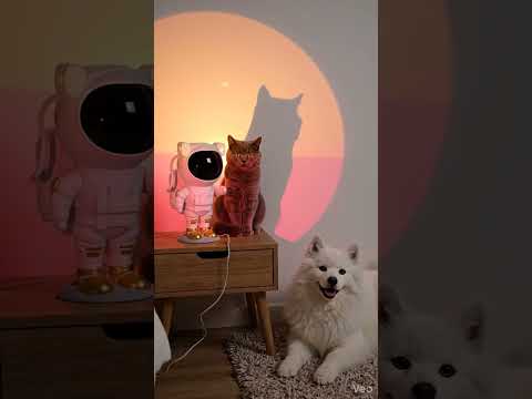 Room Vibes Transformation