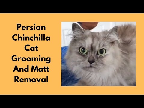 Persian Chinchilla Cat Grooming And Matt Removal