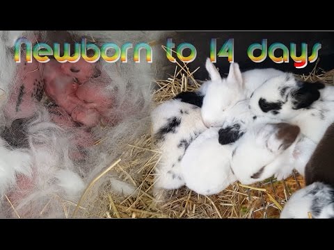 Rabbit Babies newborn to 14 days - Baby bunny Kits