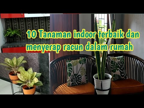 , title : '10 Tanaman indoor terbaik dan menyerap racun dalam rumah ll 10 Best indoor plants ll Video 59'