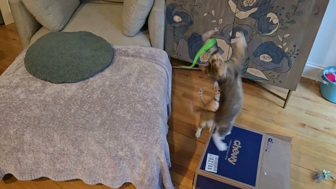 Enlarge Miles, an adopted mixed breed in New York, NY video 2/4