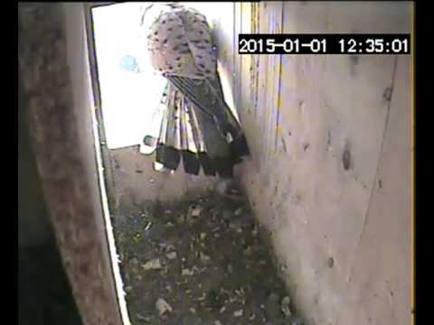 138 01 150101 123426 TF, Terzel greift Dohlen an