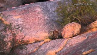 Jawai Wildlife Rajasthan India