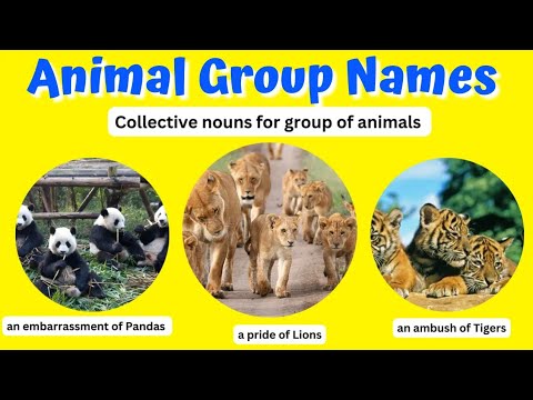 Animal Group Names - Collective Nouns for Groups of Animals - What Are The Names Of Animal Groups?🤔