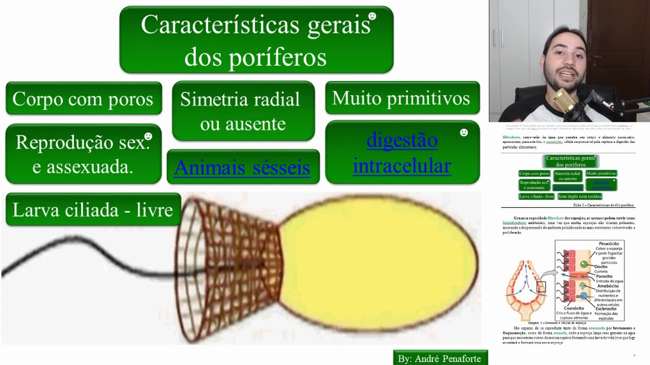 04 - Poríferos - Filtração e importância ecológica