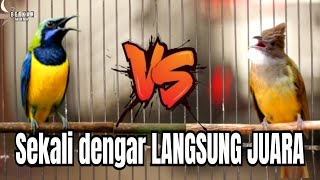 Download lagu 🔴masteran murai batu gacor ketika denger ini‼️ cucak CUNGKOK vs kapas tembak mp3