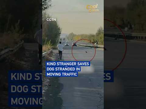 Kind stranger saves dog stranded in moving traffic #coolchina
