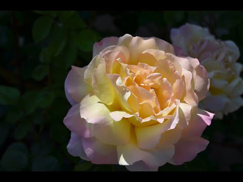 Episode 140: Machine Learning