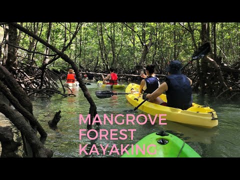 Malaysia best place to visit | Mangrove  forest kayaking| Lankawi island| Malaysia tour