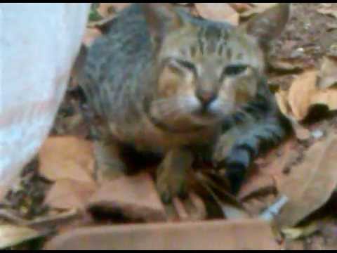 very funny cat sleep disturbed