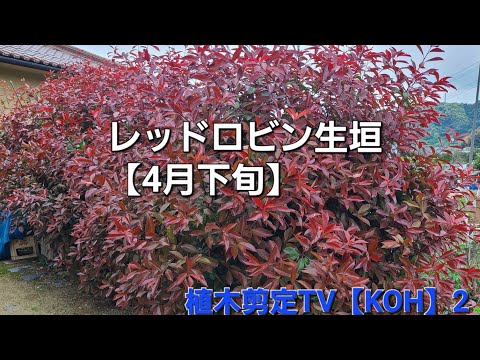 美しいレッドロビンフォティニアを飼うにはどうすればよいですか？植物を守り、生垣を元気に育てるのに役立った庭師の 6 つの秘密  庭園