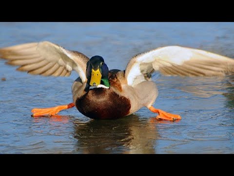 Compilation de canards amusants - essayez de ne pas rire !