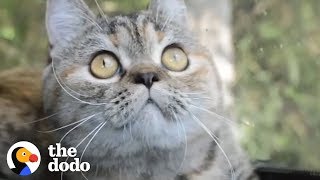 This Cat Rides Shotgun With Her Truck Driver Dad Every Single Day | The Dodo