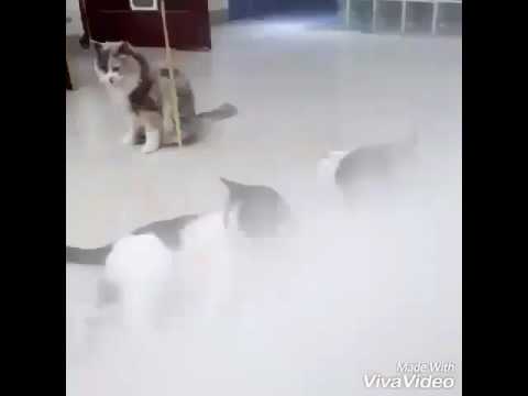 قطة جامدااا