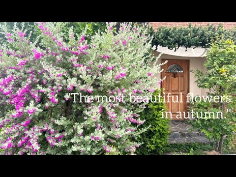 ゴールデンニレ 植物