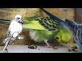 Budgie S Pregnancy What You Need To Know