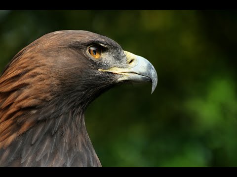 Wild Italy - L'Aquila reale [Documentario]