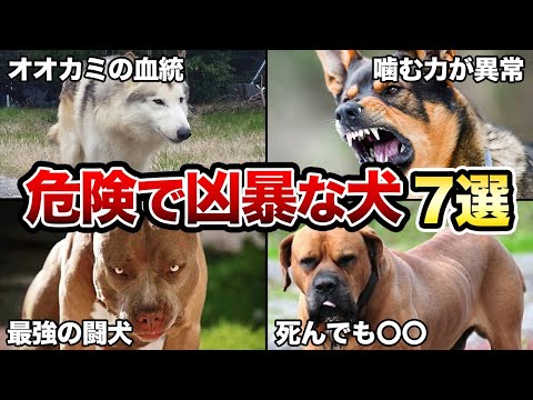 Listenhund an Leine blickt auf