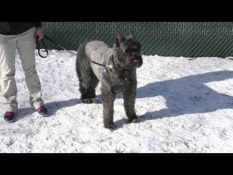 How to Approach an Unfamiliar Dog Safely